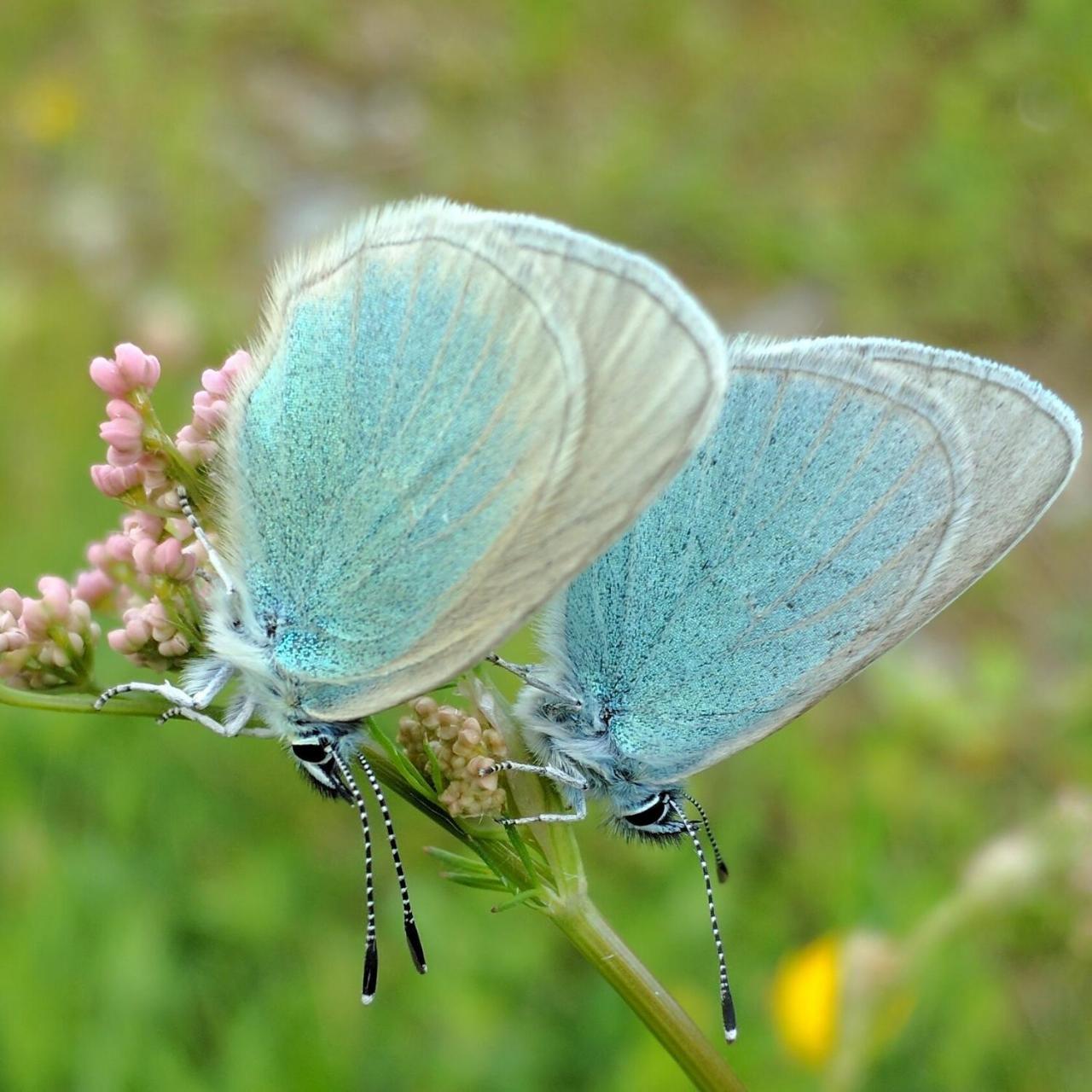 גודאורי Ski House Bluebird מראה חיצוני תמונה