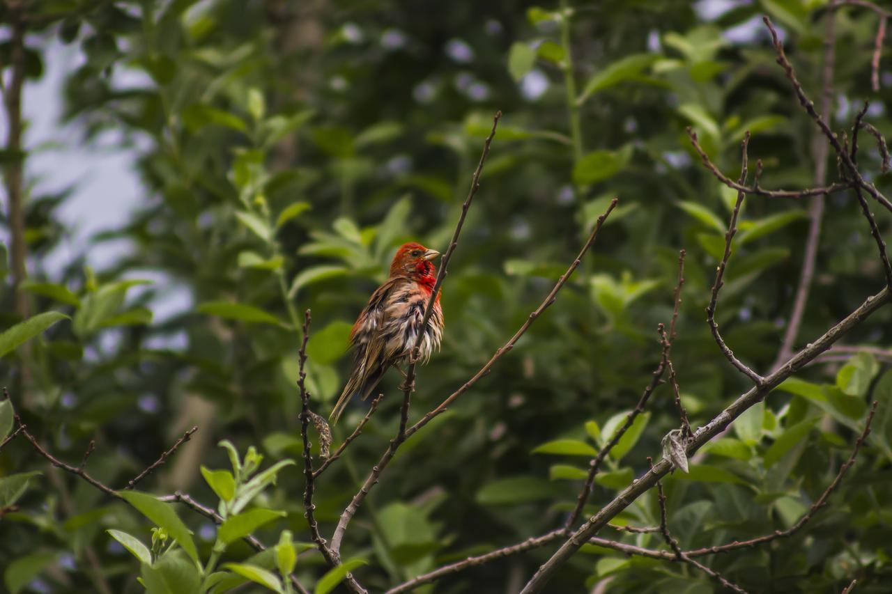 גודאורי Ski House Bluebird מראה חיצוני תמונה
